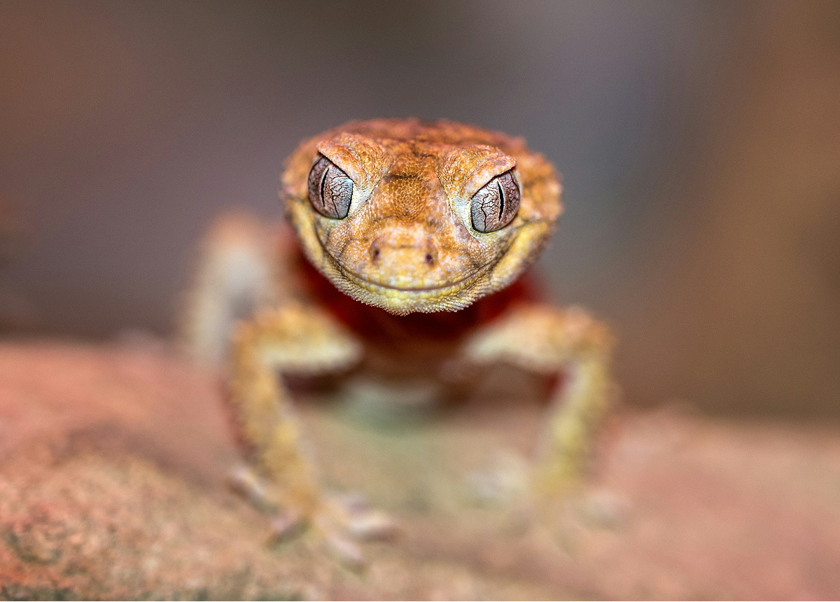 Fat-Tail Gecko